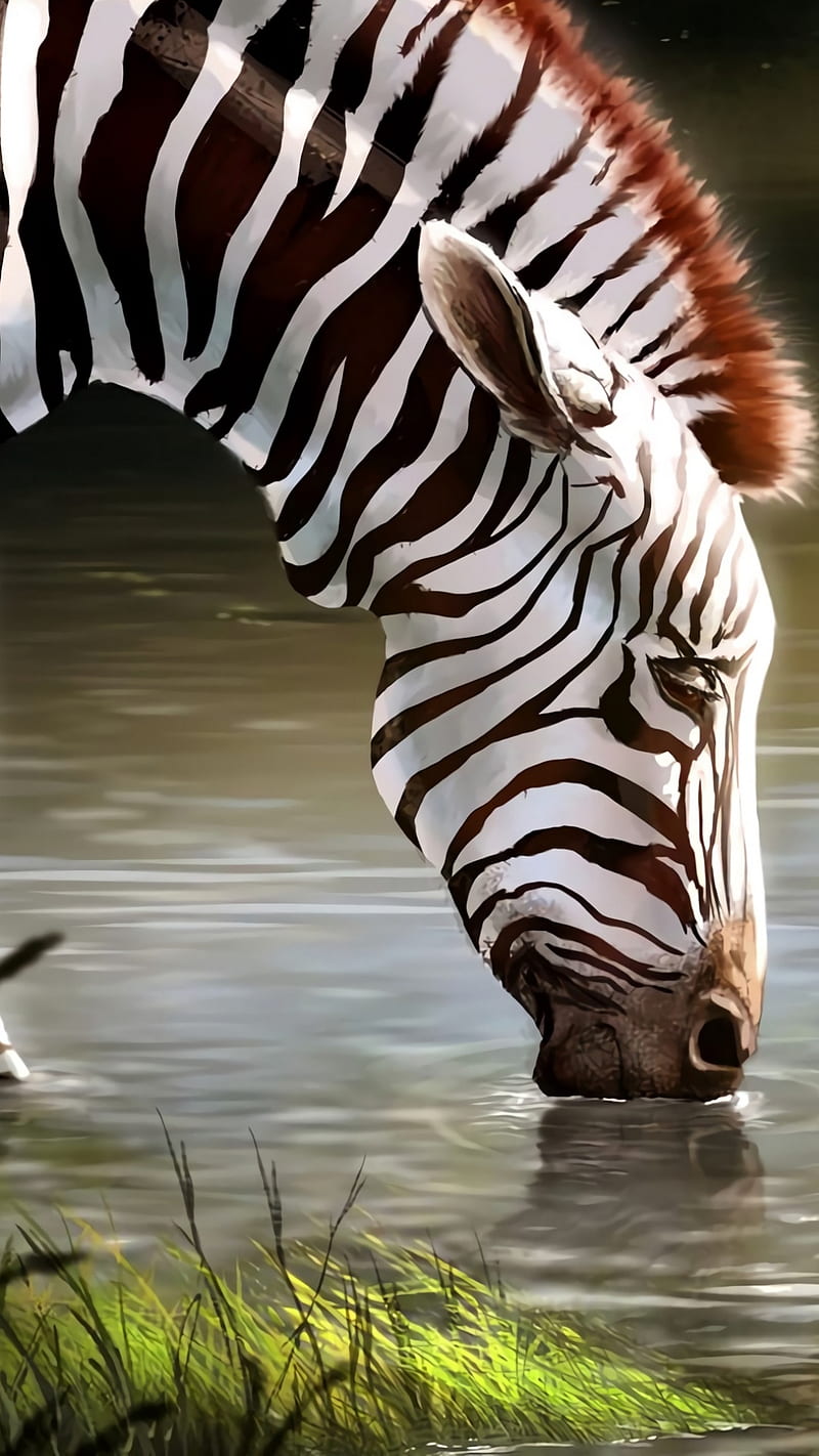 Animal Zebra HD Wallpaper