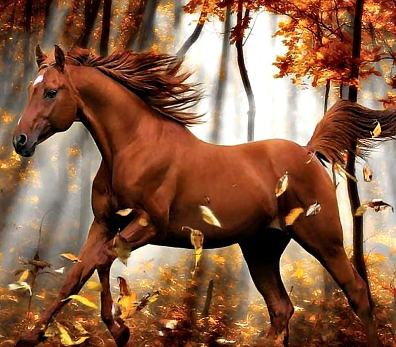 Chestnut Horse Running, graphy, wide screen, equine, bonito, horse, animal, HD wallpaper