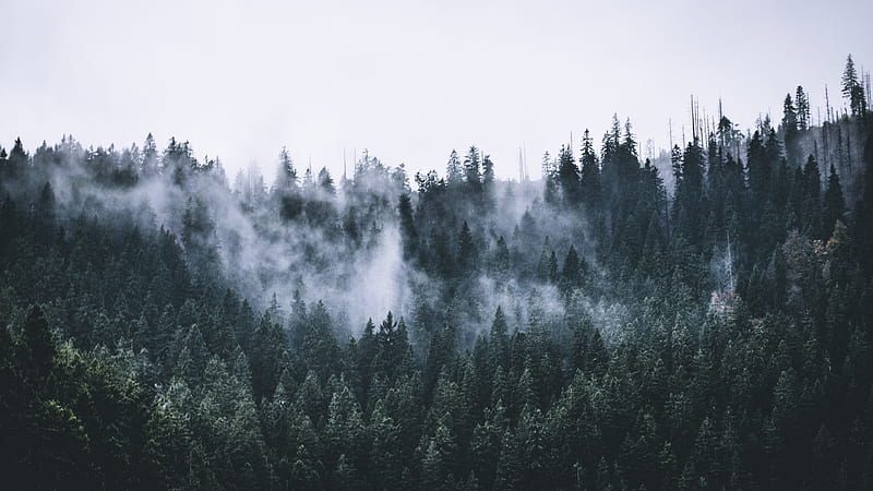 green, forest, fog, nature, trees, dawn , u , 16:9 background, 3116, Conifer Forest, HD wallpaper