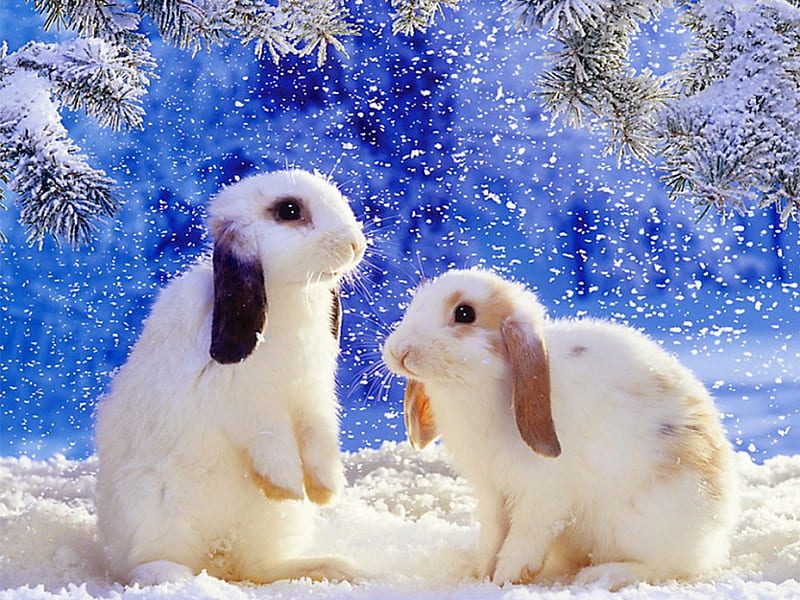 Winter rabbits, forest, rabbit, christmas, adorable, trees, winter, sweet, cold, cute, snow, bunny, friends, HD wallpaper