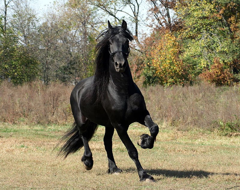 Animals : Friesian Black Running Horse . Friesian horse, Horse breeds, Horses, HD wallpaper