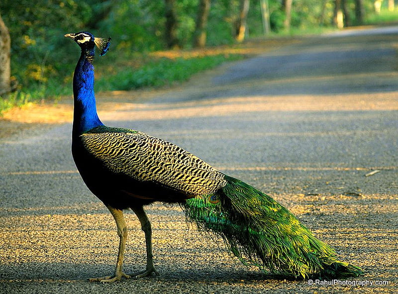 Peacock, bird, trees, animal, feathers, HD wallpaper