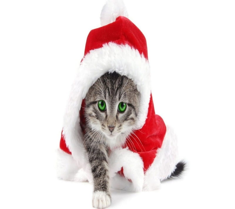 Christmas Cat, holiday, HD wallpaper | Peakpx