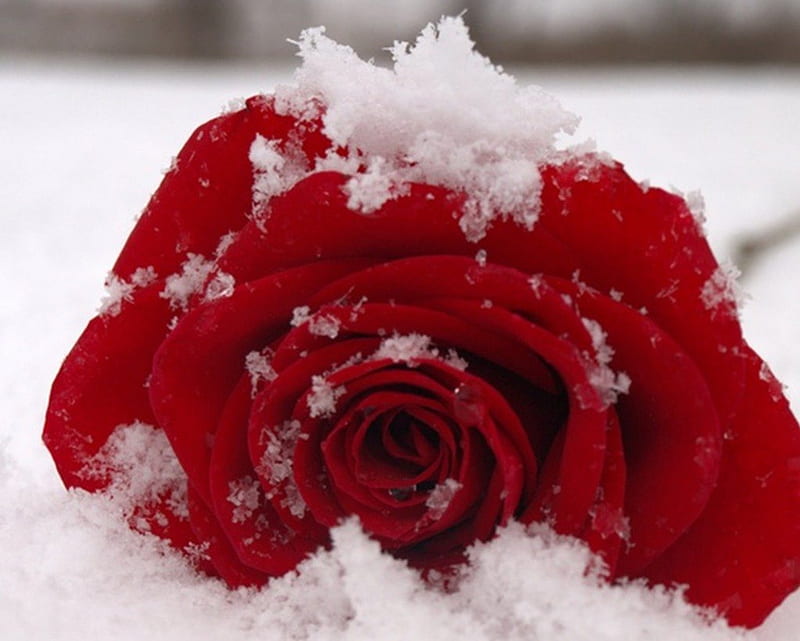 Hot and cold, red, snow, rose, bonito, winter, HD wallpaper | Peakpx