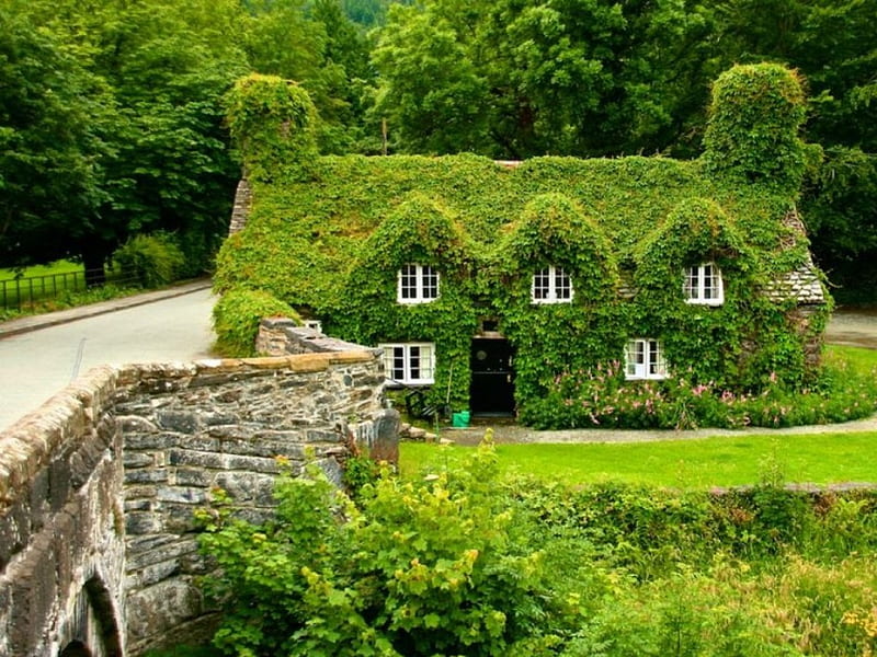 Ivy-Covered House in Wales, architecture, wales, green, grass, bridges, houses, trees, ivy, HD wallpaper