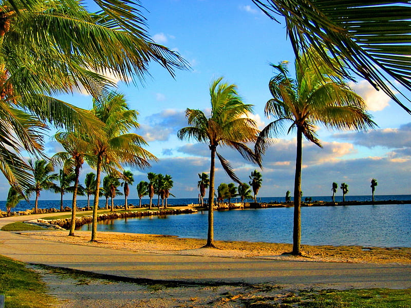 Miami, shore, bonito, clouds, sea, palm trees, tropics, blue, exotic, ocean, pier, wind, sky, palms, water, summer, nature, tropical, HD wallpaper