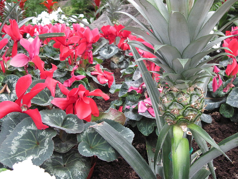 Conservatory of flowers in Edmonton 21, red, pineapple, plant, leaf, graphy, green, garden, Flowers, Cyclamen, white, HD wallpaper