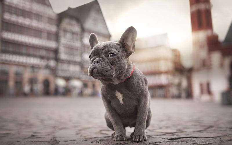 small gray french bulldog, puppy, pets, street, small dogs, puppies, bulldog, HD wallpaper