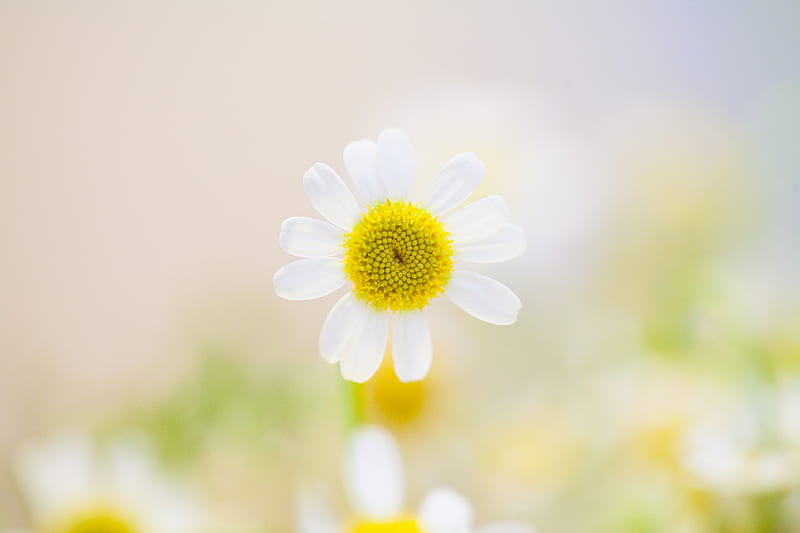 white daisy flower in bloom, HD wallpaper
