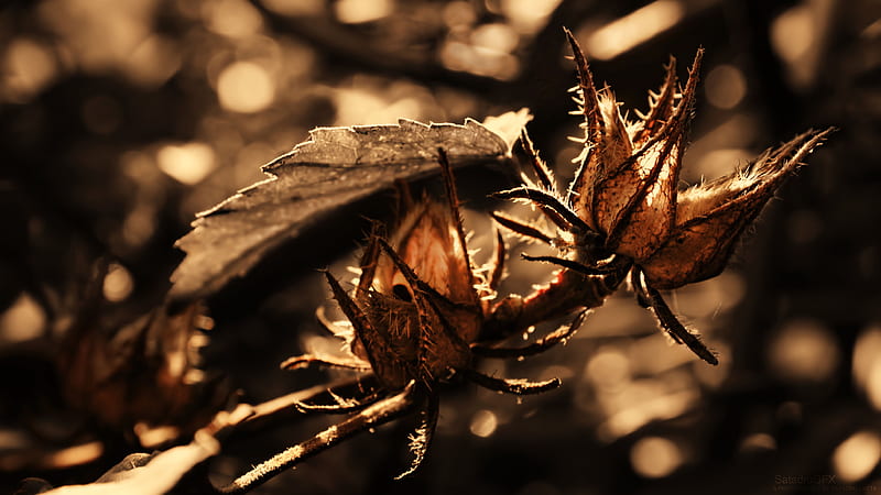 Waiting For Rain, sepia, brown, orange, spike, canon, flower, yellow, bud, HD wallpaper