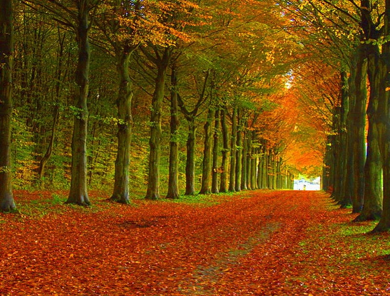 Autumn crunch, red, autumn, leaves, orange, path, trees, HD wallpaper