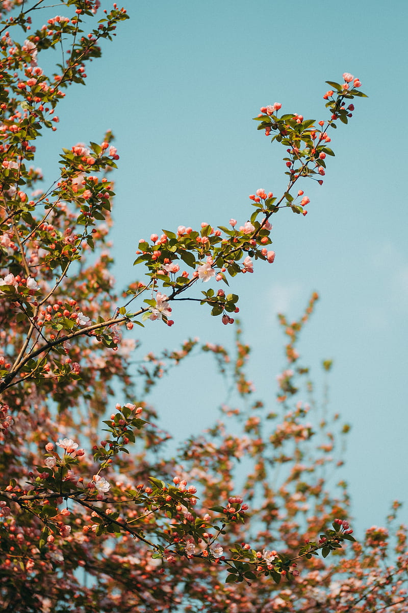 branch, flowers, spring, sky, bloom, HD phone wallpaper