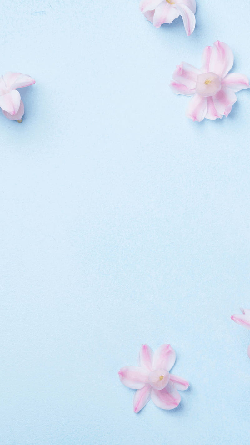 Light Blue Aesthetic Pink Flower, Cute Blue Floral, HD phone wallpaper |  Peakpx