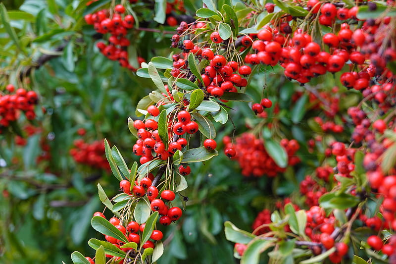 rowan, berries, red, plant, branch, HD wallpaper