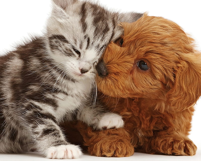 Just a kiss, brown, paw, caine, cat, kiss, animal, cute, pet, kittenlpuppy, couple, pisica, dog, HD wallpaper