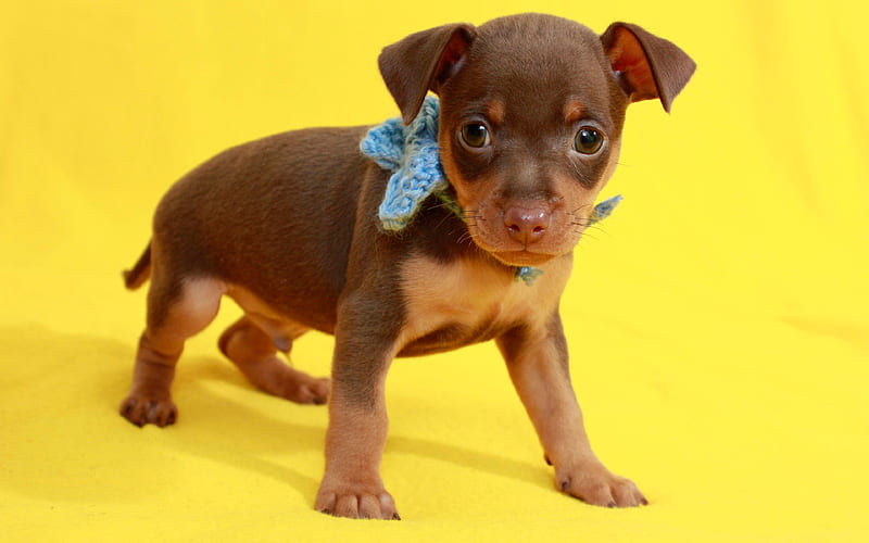 Toy Terrier, brown puppy, small cute dogs, pets, decorative dogs, HD wallpaper