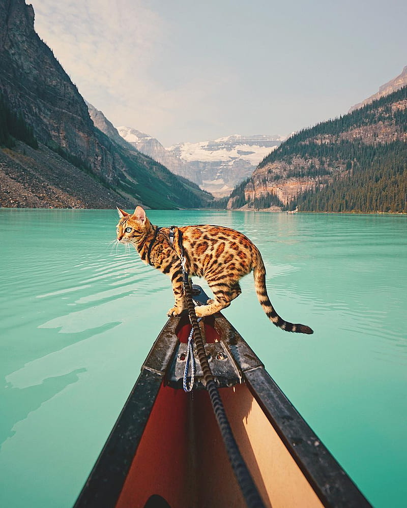cats, landscape, mountains, water, trees, animals, boat, HD phone wallpaper