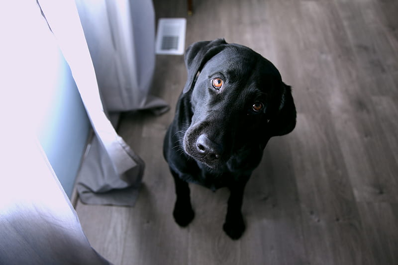short-coated black dog sitting, HD wallpaper
