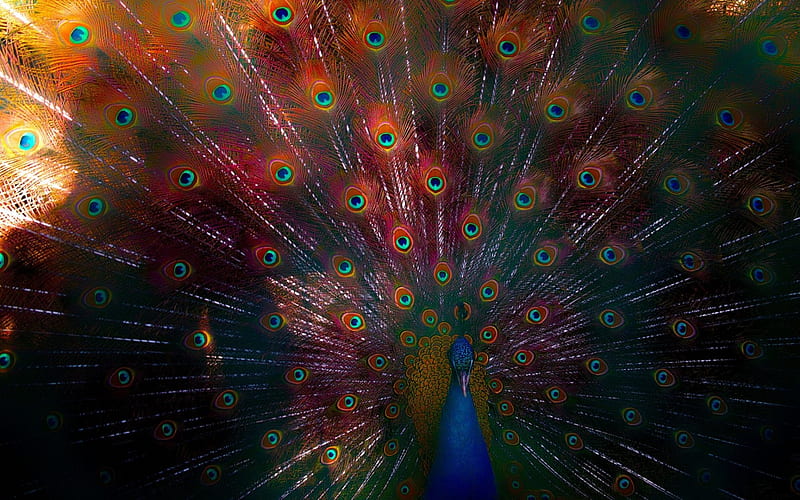 Peacock, red, bird, green, feather, tail, beauty, blue, HD wallpaper