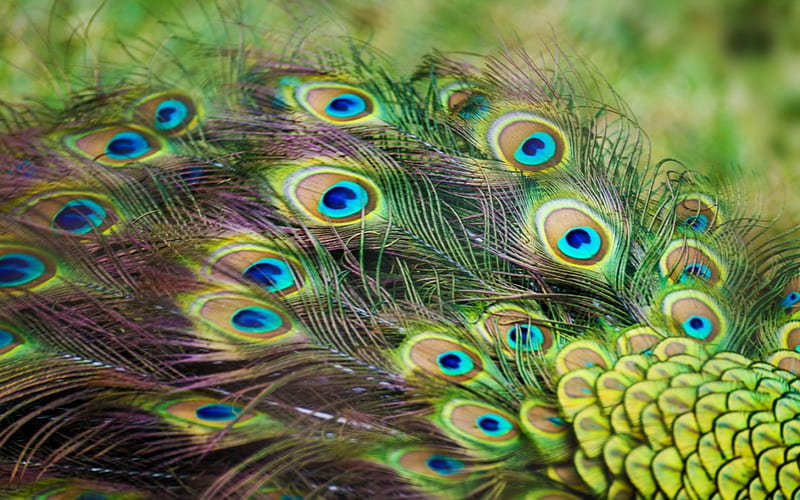 Peacock feathers, bird, green, feather, tail, texture, peacock, blue, HD wallpaper