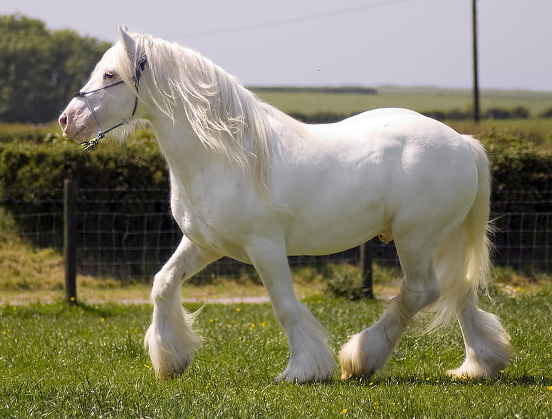 White Beauty, powerful, stallion, cavalo, foal, mare, horse, animals, gorgeous, HD wallpaper