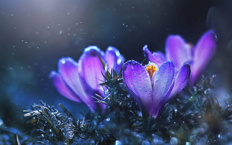 Crocuses, purple spring flowers, macro, forest, land, beautiful flowers, HD wallpaper