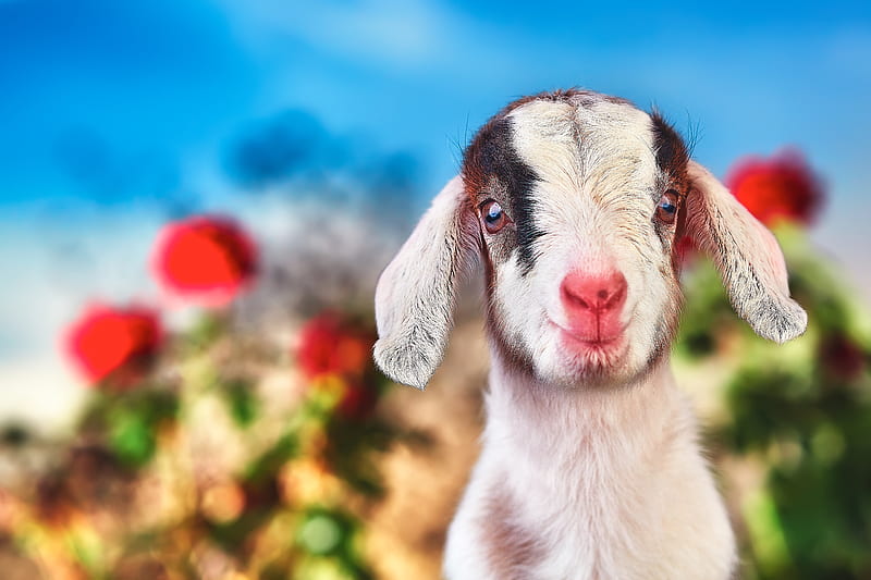 Goat, cute, mammals, animal, HD wallpaper | Peakpx