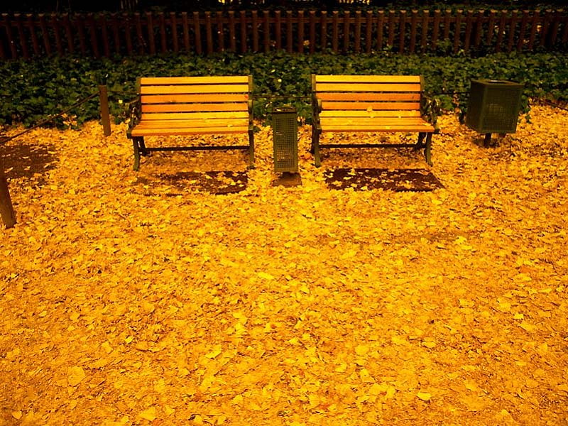 Seating for two, bin, park bench seats, golden leaves, HD wallpaper