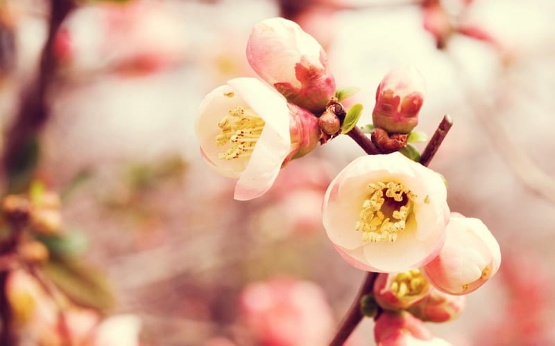 ~Flowering Quince~, tree, flowers, bonito, spring, pink, HD wallpaper