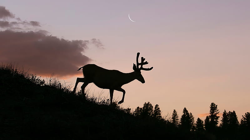 Reindeer Silhouette, reindeer, animals, silhouette, sunset, HD wallpaper