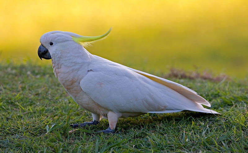 *** White Parrot ***, biala, zwierzeta, papuga, ptaki, HD wallpaper