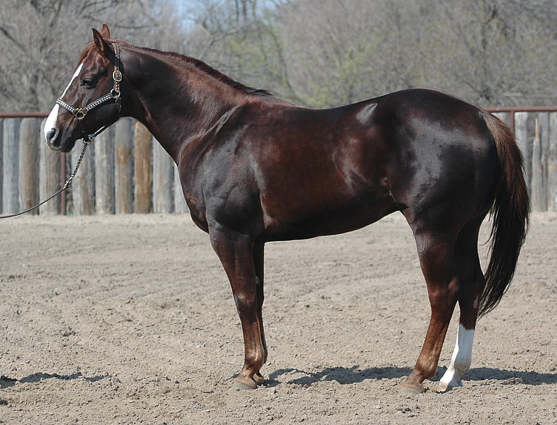 a liver chestnut quarter horse, cawhorse, lovely, liver, awsome, chestnut, white, horse, sweet, HD wallpaper
