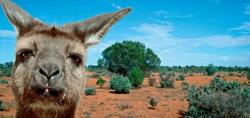 Bombing Kangaroo, Kangaroo, Red Centre, Bomb, Australia, HD wallpaper
