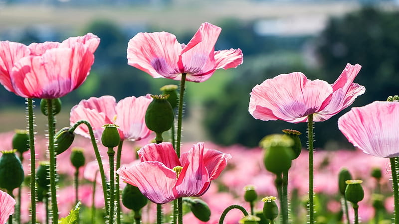 Pink Poppy Flowers In Blur Background Flowers, HD wallpaper