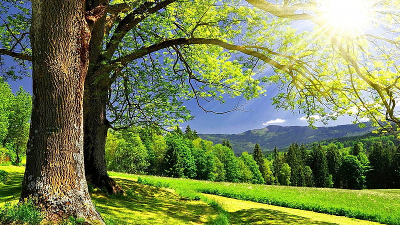 beautiful crisp sunny summer day, sun, clear, rays, fields, trees, HD wallpaper