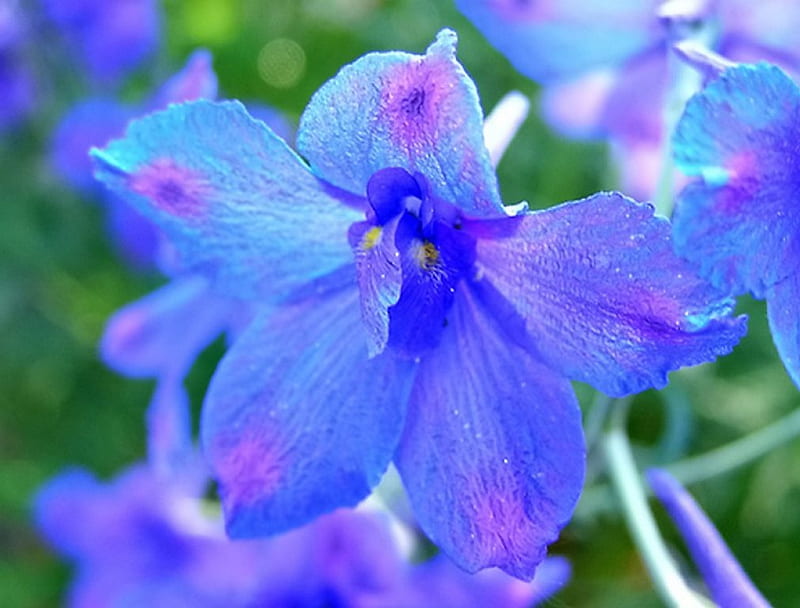 Flor de agosto, flor, agosto, azul, gladiola, Fondo de pantalla HD | Peakpx