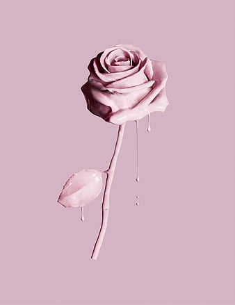 Rose store colour wallpaper