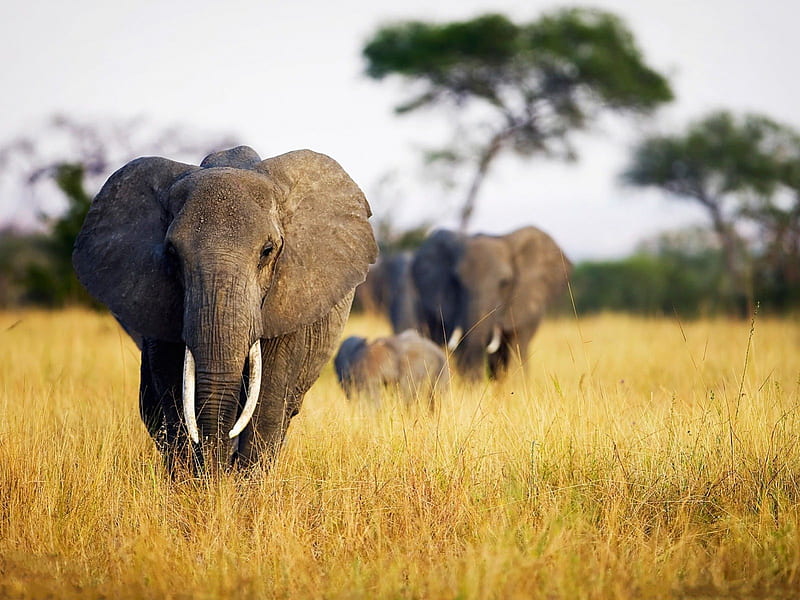 Elephants wandering, wild life, elephant, animals, savannah, HD wallpaper