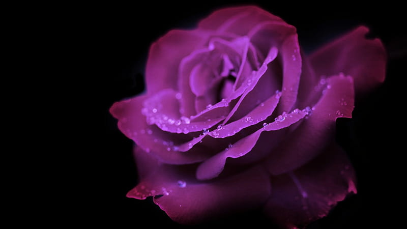 Mauve Rose, BEAUTY, NATURE, ROSE, FLOWERS, HD wallpaper | Peakpx