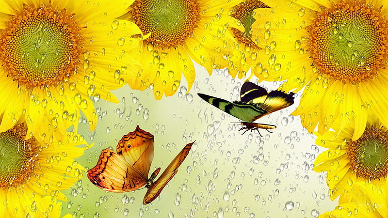 Rain on Sun, fall, yello, autumn, butterflies, gold, sunflowers, shower, flower, rain, HD wallpaper