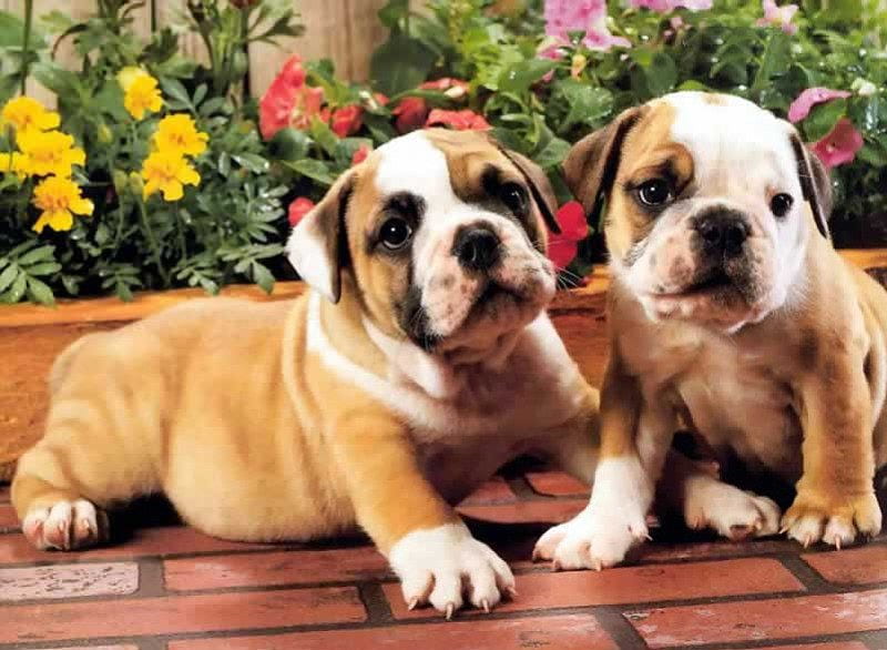 Two little puppies, paving bricks, puppies, flowers, garden, bulldogs, HD wallpaper