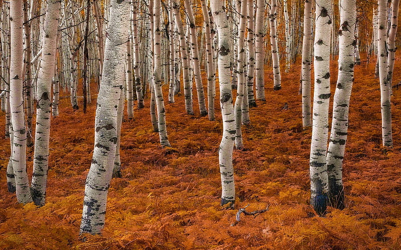 Birch Forest in Autumn Beauty, Birch Trees, Autumn, Nature, Fall Season,  Forests, HD wallpaper | Peakpx