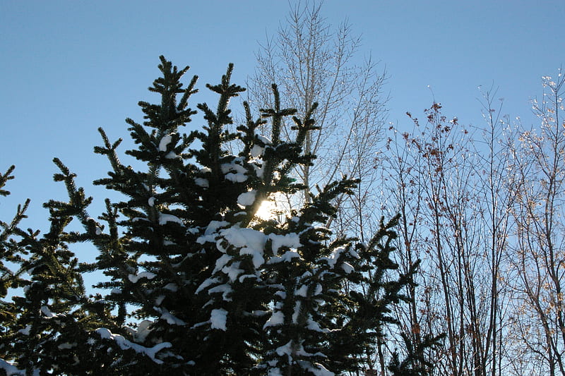Afternoon sun peaking through the trees, Landscape, Trees, Sky, Idaho, January, Snow, Teton Valley, HD wallpaper