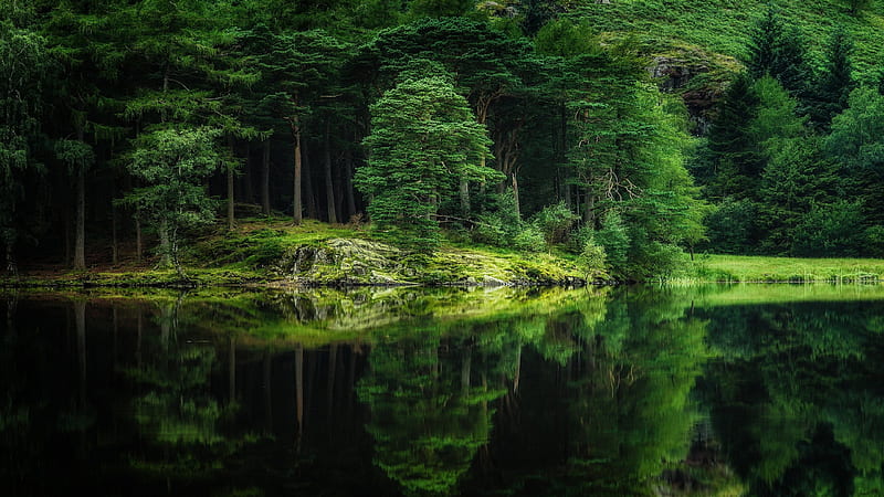 Greenery Scene With Reflection On Calm Body Of Water Green, HD wallpaper