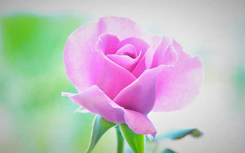 pink rose, rose bud, beautiful pink flower, floral background, rose, HD wallpaper