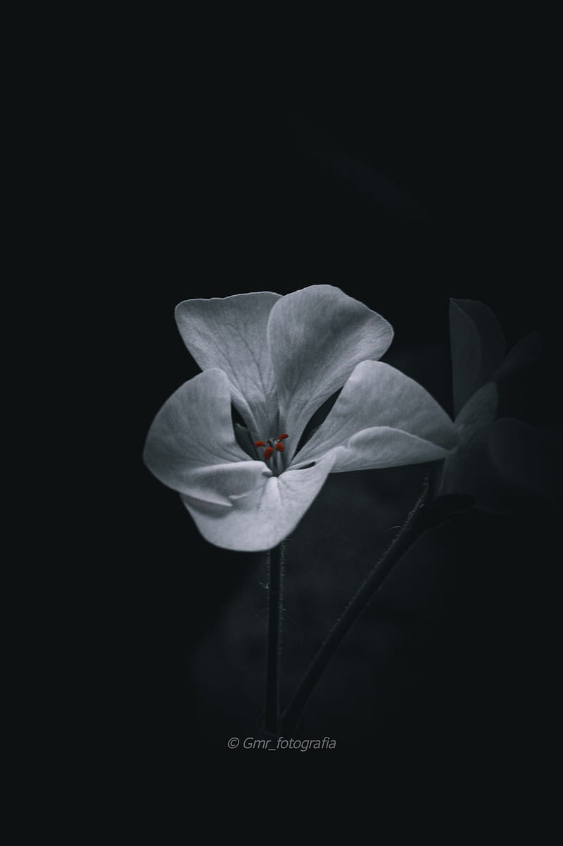 Flower, black, flowers, HD phone wallpaper | Peakpx
