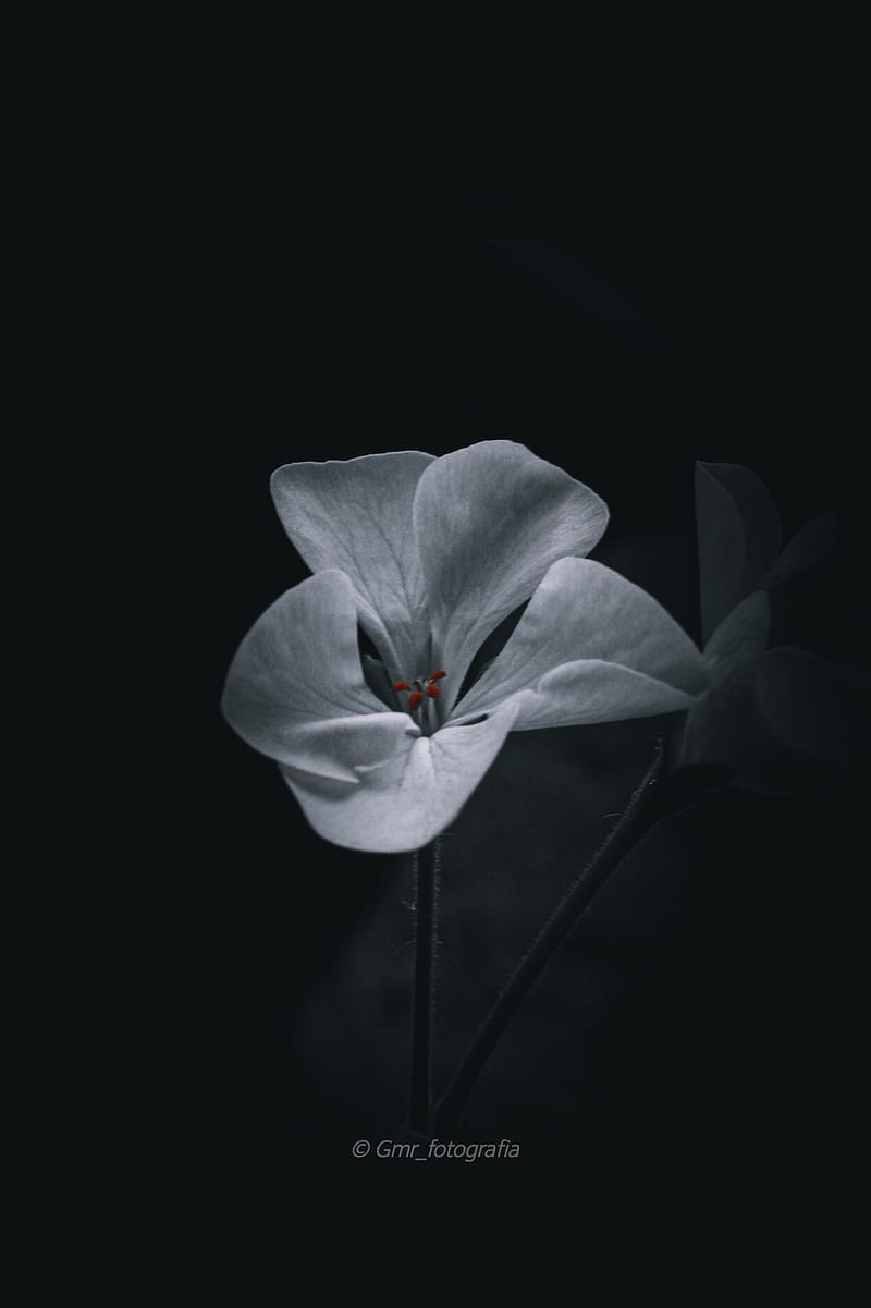 Close Up of Blue Flower on Black Background · Free Stock Photo