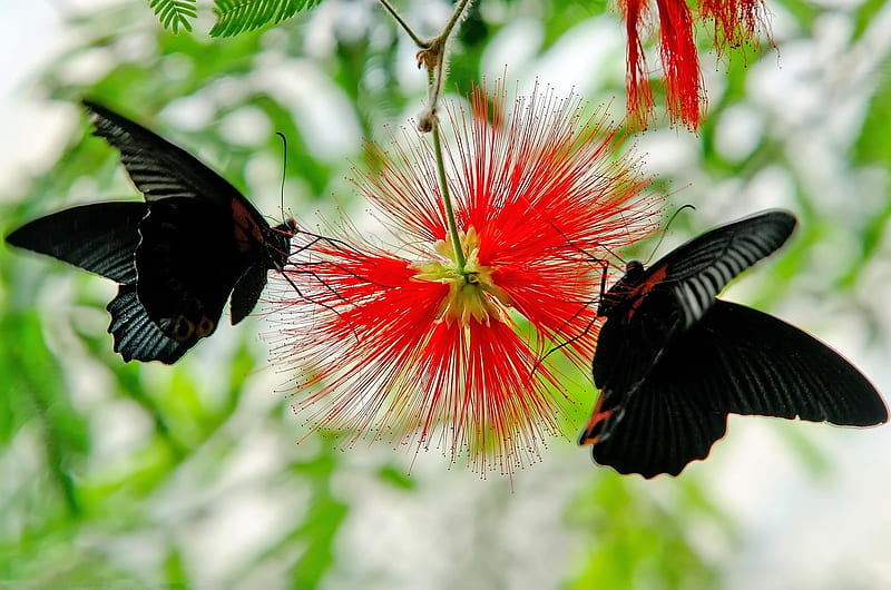 Black Butterflies, black, bonito, butterflies, HD wallpaper
