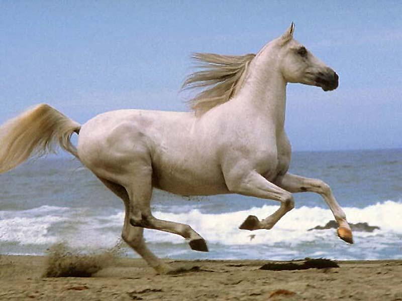 Horse Galloping on the Beach, white, animals, horses, HD wallpaper