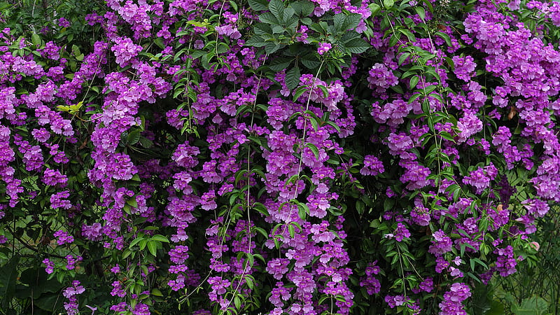 Vine Leafed Purple Flowers Flowers, HD wallpaper
